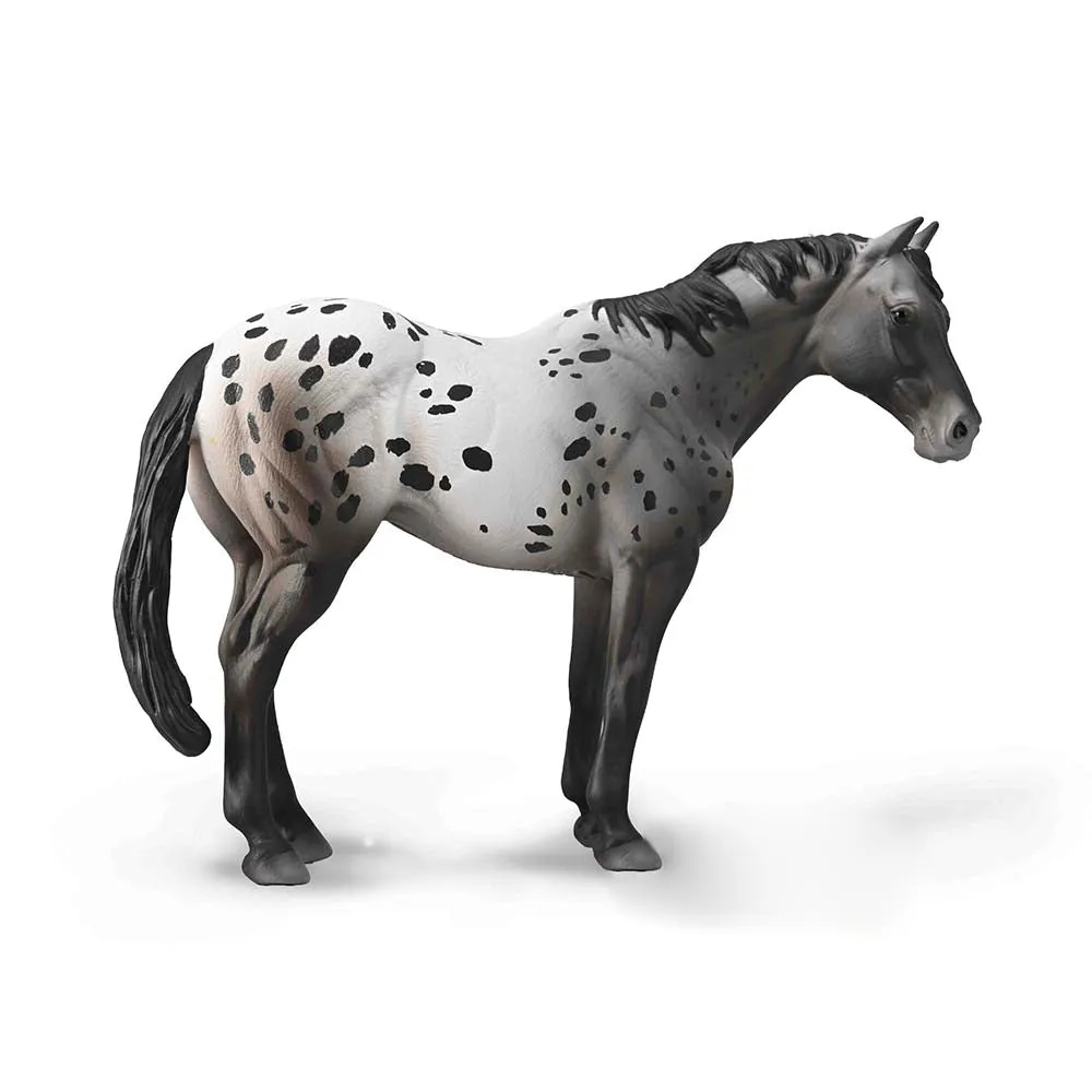 Appaloosa Blue Roan